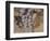 Cabernet Franc-Jennifer Kennard-Framed Photographic Print