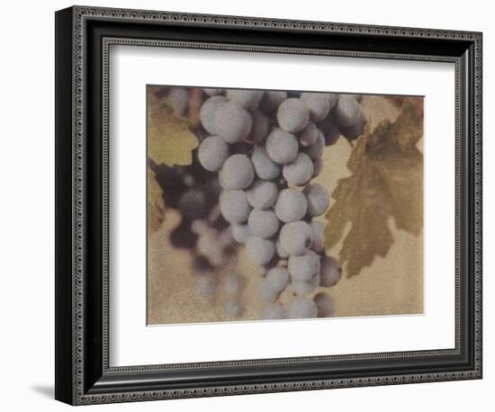 Cabernet Franc-Jennifer Kennard-Framed Photographic Print