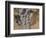 Cabernet Franc-Jennifer Kennard-Framed Photographic Print