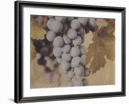 Cabernet Franc-Jennifer Kennard-Framed Photographic Print