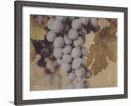 Cabernet Franc-Jennifer Kennard-Framed Photographic Print