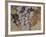 Cabernet Franc-Jennifer Kennard-Framed Photographic Print