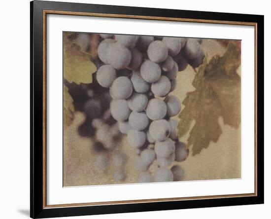 Cabernet Franc-Jennifer Kennard-Framed Photographic Print