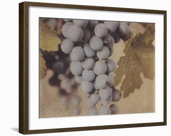 Cabernet Franc-Jennifer Kennard-Framed Photographic Print