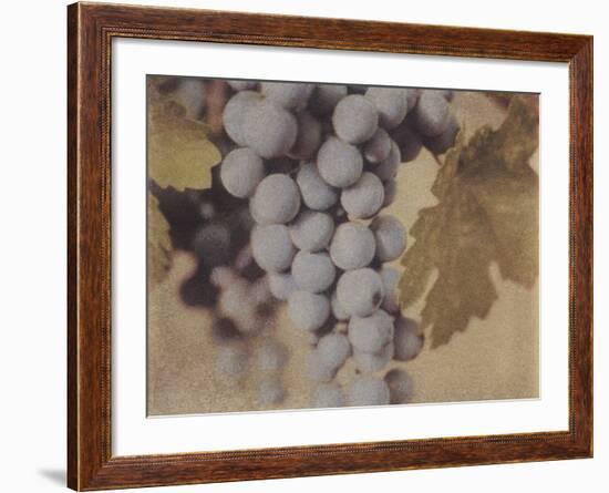 Cabernet Franc-Jennifer Kennard-Framed Photographic Print