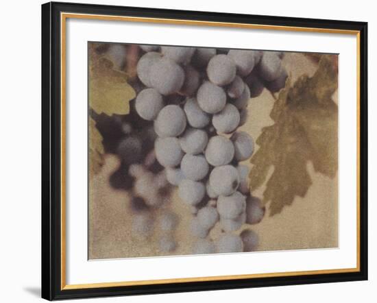 Cabernet Franc-Jennifer Kennard-Framed Photographic Print