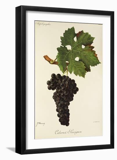 Cabernet Sauvignon Grape-J. Troncy-Framed Giclee Print