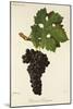 Cabernet Sauvignon Grape-J. Troncy-Mounted Giclee Print