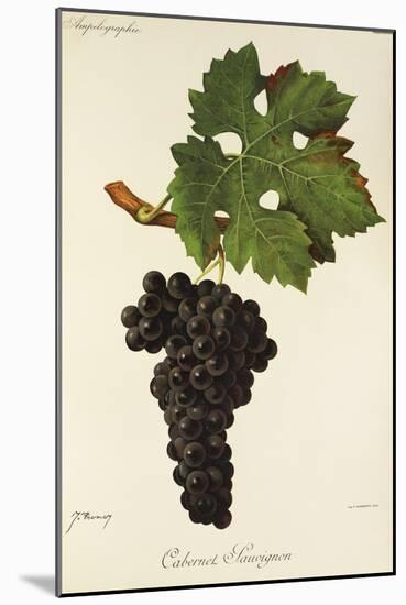 Cabernet Sauvignon Grape-J. Troncy-Mounted Giclee Print