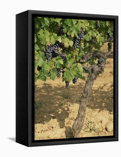 Cabernet Sauvignon Grapes, Aquitaine, France-Michael Busselle-Framed Premier Image Canvas