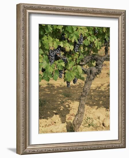 Cabernet Sauvignon Grapes, Aquitaine, France-Michael Busselle-Framed Photographic Print