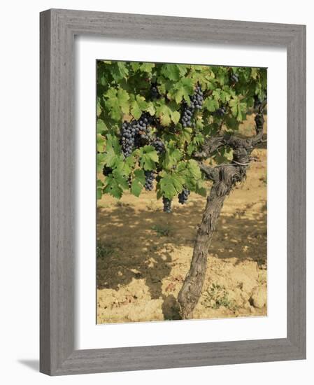 Cabernet Sauvignon Grapes, Aquitaine, France-Michael Busselle-Framed Photographic Print