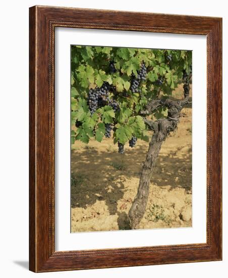 Cabernet Sauvignon Grapes, Aquitaine, France-Michael Busselle-Framed Photographic Print