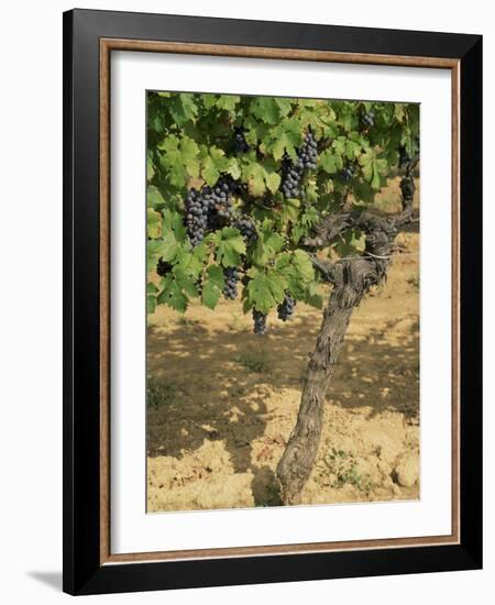Cabernet Sauvignon Grapes, Aquitaine, France-Michael Busselle-Framed Photographic Print