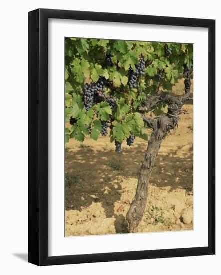 Cabernet Sauvignon Grapes, Aquitaine, France-Michael Busselle-Framed Photographic Print