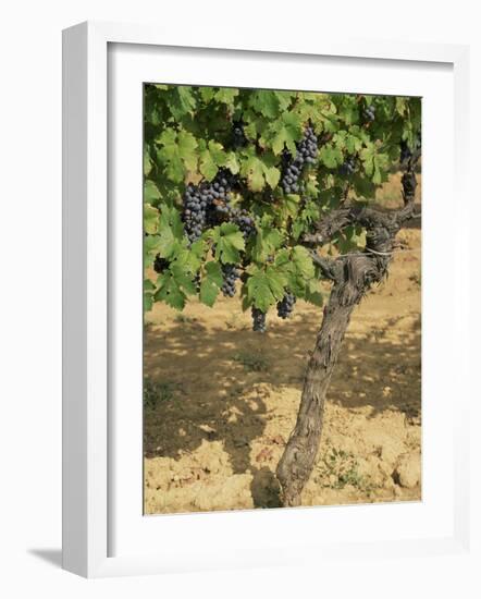 Cabernet Sauvignon Grapes, Aquitaine, France-Michael Busselle-Framed Photographic Print