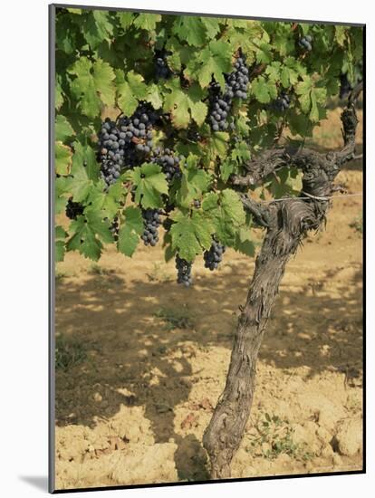 Cabernet Sauvignon Grapes, Aquitaine, France-Michael Busselle-Mounted Photographic Print