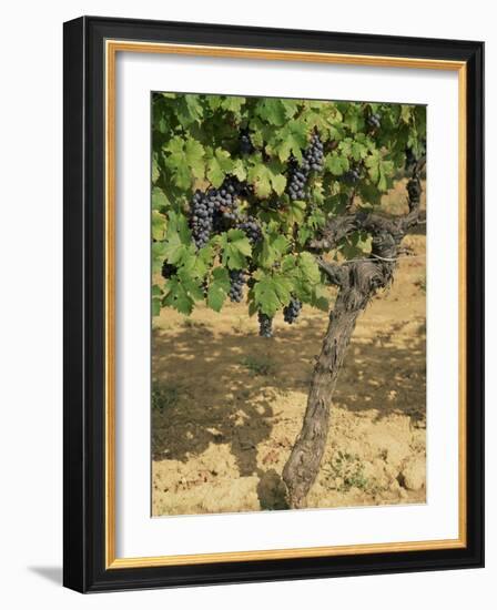 Cabernet Sauvignon Grapes, Aquitaine, France-Michael Busselle-Framed Photographic Print