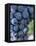 Cabernet Sauvignon Grapes, Aquitaine, France-Michael Busselle-Framed Premier Image Canvas