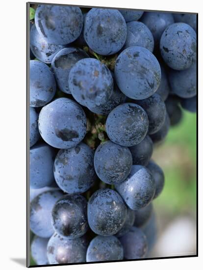 Cabernet Sauvignon Grapes, Aquitaine, France-Michael Busselle-Mounted Photographic Print