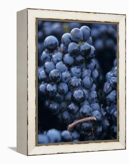 Cabernet-Sauvignon Grapes from Pomerol, France-Joerg Lehmann-Framed Premier Image Canvas