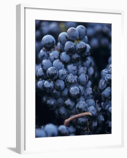 Cabernet-Sauvignon Grapes from Pomerol, France-Joerg Lehmann-Framed Photographic Print