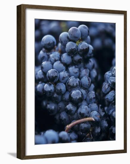 Cabernet-Sauvignon Grapes from Pomerol, France-Joerg Lehmann-Framed Photographic Print