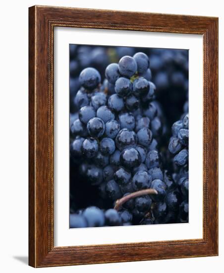 Cabernet-Sauvignon Grapes from Pomerol, France-Joerg Lehmann-Framed Photographic Print