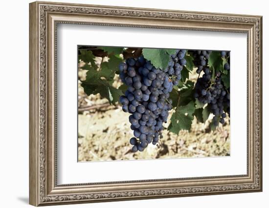 Cabernet Sauvignon Grapes, Gaillac, France-Robert Cundy-Framed Photographic Print