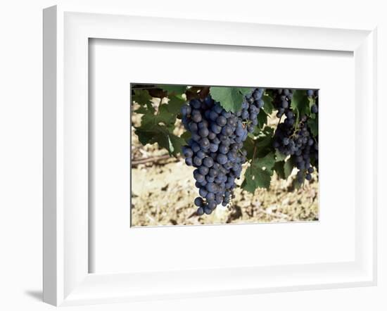 Cabernet Sauvignon Grapes, Gaillac, France-Robert Cundy-Framed Photographic Print