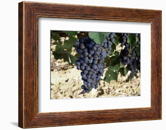 Cabernet Sauvignon Grapes, Gaillac, France-Robert Cundy-Framed Photographic Print