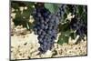 Cabernet Sauvignon Grapes, Gaillac, France-Robert Cundy-Mounted Photographic Print