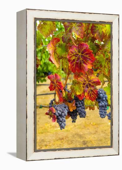 Cabernet Sauvignon Grapes in Columbia Valley, Washington, USA-Richard Duval-Framed Premier Image Canvas