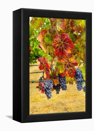 Cabernet Sauvignon Grapes in Columbia Valley, Washington, USA-Richard Duval-Framed Premier Image Canvas