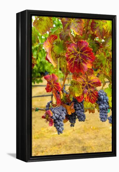 Cabernet Sauvignon Grapes in Columbia Valley, Washington, USA-Richard Duval-Framed Premier Image Canvas