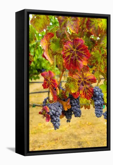 Cabernet Sauvignon Grapes in Columbia Valley, Washington, USA-Richard Duval-Framed Premier Image Canvas