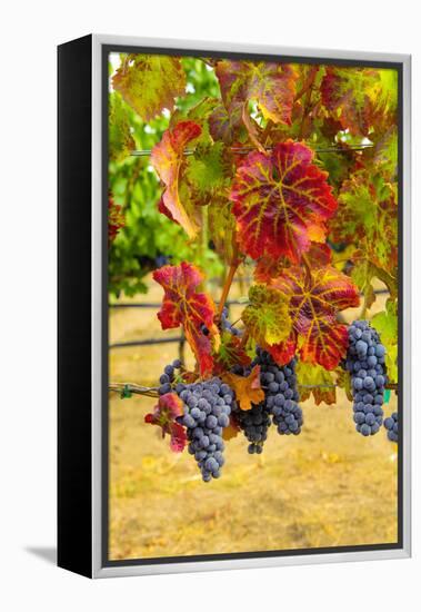 Cabernet Sauvignon Grapes in Columbia Valley, Washington, USA-Richard Duval-Framed Premier Image Canvas