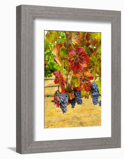 Cabernet Sauvignon Grapes in Columbia Valley, Washington, USA-Richard Duval-Framed Photographic Print