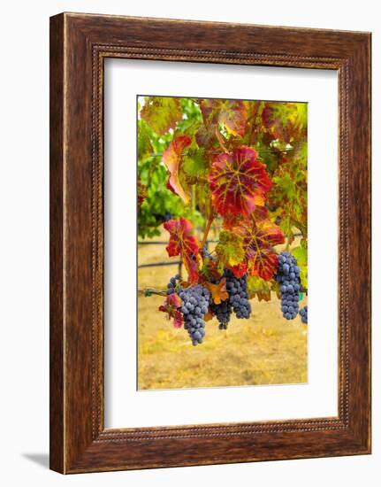 Cabernet Sauvignon Grapes in Columbia Valley, Washington, USA-Richard Duval-Framed Photographic Print