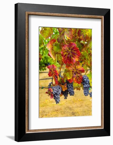 Cabernet Sauvignon Grapes in Columbia Valley, Washington, USA-Richard Duval-Framed Photographic Print