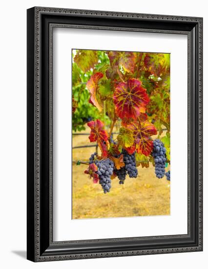 Cabernet Sauvignon Grapes in Columbia Valley, Washington, USA-Richard Duval-Framed Photographic Print