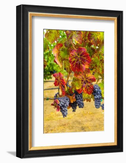 Cabernet Sauvignon Grapes in Columbia Valley, Washington, USA-Richard Duval-Framed Photographic Print