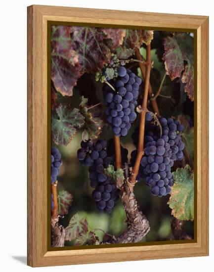 Cabernet Sauvignon Grapes in Vineyard, Wine Country, California, USA-null-Framed Stretched Canvas