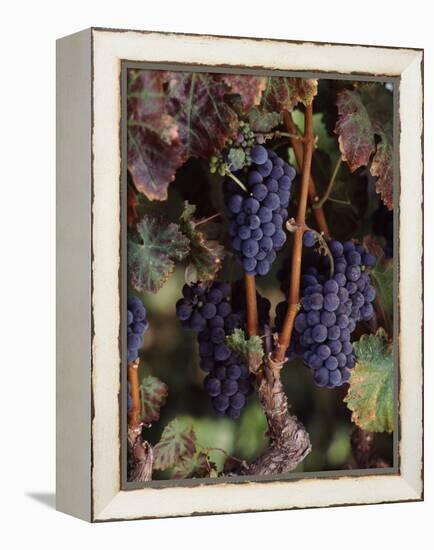 Cabernet Sauvignon Grapes in Vineyard, Wine Country, California, USA-null-Framed Stretched Canvas