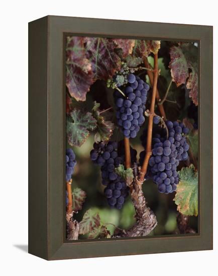 Cabernet Sauvignon Grapes in Vineyard, Wine Country, California, USA-null-Framed Stretched Canvas