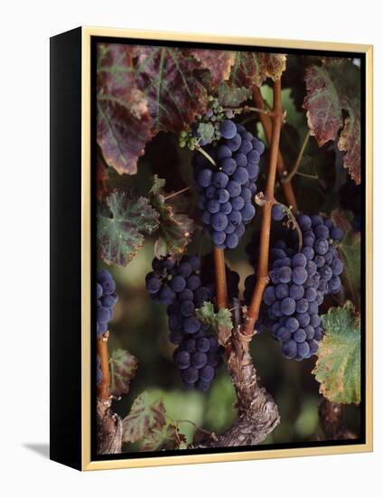 Cabernet Sauvignon Grapes in Vineyard, Wine Country, California, USA-null-Framed Stretched Canvas