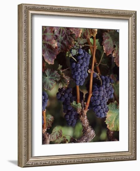 Cabernet Sauvignon Grapes in Vineyard, Wine Country, California, USA-null-Framed Photographic Print