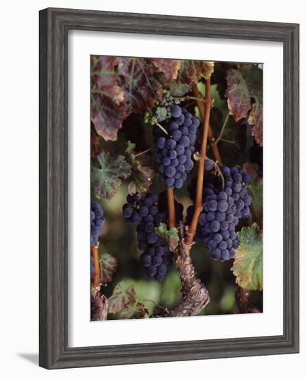 Cabernet Sauvignon Grapes in Vineyard, Wine Country, California, USA-null-Framed Photographic Print