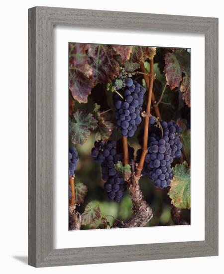 Cabernet Sauvignon Grapes in Vineyard, Wine Country, California, USA-null-Framed Photographic Print