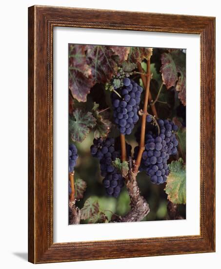 Cabernet Sauvignon Grapes in Vineyard, Wine Country, California, USA-null-Framed Photographic Print